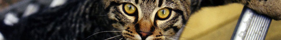 Animal Intelligence header image 1